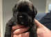 Beautiful black Boxer puppies- pedigree KC