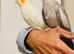 Hand Tamed/Untamed  Cockatiels for Sale