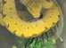 Biak Green Tree Python at Birmingham Reptiles