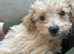 Male poochon looking for his forever home!