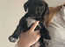 dutch shepherd beagle mix pups for sale!