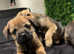 Beautiful kc border terrier pups for sale ready to go bow