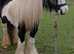 Molly cob chunky mare
