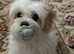 Cavachon girl