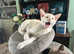 Stunning tangerine three quarters Burmese male kitten