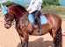 Rosa Lovely 14.1 Dales Cross Mare