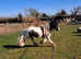 Lovely Cob Gelding