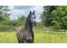 Arabian gelding 2 years , show quality