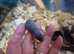 Dumbo fancy rat pups