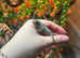 Nosy Mitsio Panther Chameleon at Birmingham Reptiles