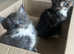 Beautiful Maine Coon kittens