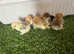 Pekin pure bred chicks