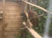 2 x Asian brown wood owls