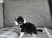 Australian Shepherd puppy's