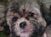 Stunning shihpoo ALL SOLD THANKYOU