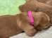 Beautiful golden retriever puppies