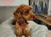 Kc registered miniature poodle GIRL