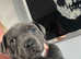 Bullscaff Pharaon puppy's