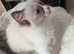 Beautiful ragdoll females