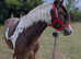 Smart coloured pony