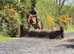16.2h 5 year old Irish sport horse gelding