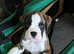 2 flashy brindle boys available, Boxers