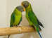 Beautiful young plum headed parrot