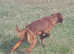 Irish Setter Dog Pup - KC reg £1050