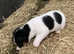 Miniature Jack Russell pups for sale