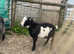 4 Pygmy goats for sale
