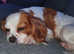 Female Cavalier Spaniel
