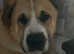 Saint Bernard Cross.