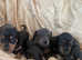 Miniature Dachshund puppies (carrying cream colour )