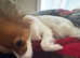 (Jupiter) Jupi