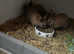 Two babies tort Netherland dwarf