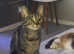 Bengal British's Shorthair