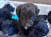 Cockapoo parti puppies