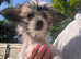 Chinese Crested Hairless (Hairy) Puppy Boy
