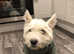 11 year old westie in need of a loving home and care for his skin condition