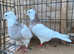 IRANIAN TOGHI PIGEONS