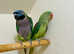 Stunning young Indian ringnick parrot