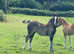 Top Class filly foal