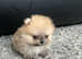 Small Teddy Bear Pom Boys
