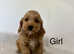 4 adorable cockapoo puppies ready now