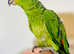 Beautiful HandReared Tame Baby Amazon Red Lored Talking Parrot