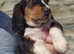 BASSET HOUND PUPPIES