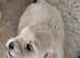 Stunning DNA Health Tested Maltipoo Puppies