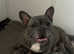 Male French Bulldog puppy