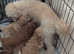 F1b Maltipoo