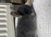 3x beautiful netherland dwarf x mini lop